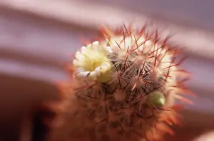 Mammillaria: Cactus
