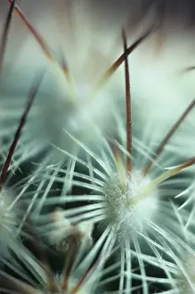 Mammillaria: Cactus