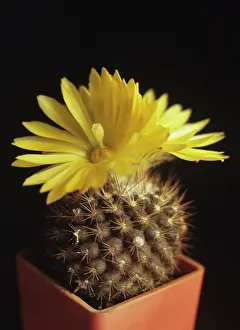 Formosa: Cactus
