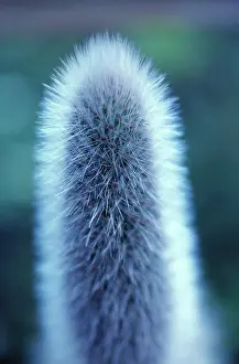 Erotic: Cactus