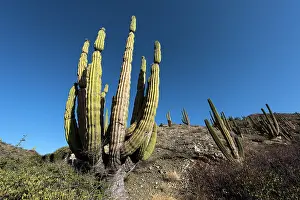 Catalina: Cactus