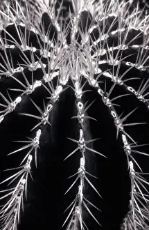 Magnifica: Cactus