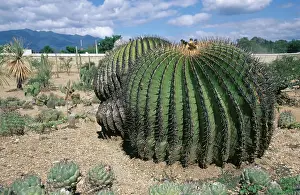 Echinocactus: Cactus