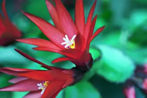 Epiphyte: Cactus