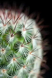 Mammillaria: Cactus