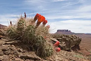 Canyonlands: Cactus