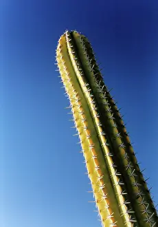 Erotic: Cactus
