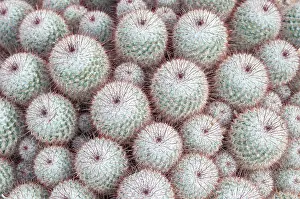 Mammillaria: Cactus