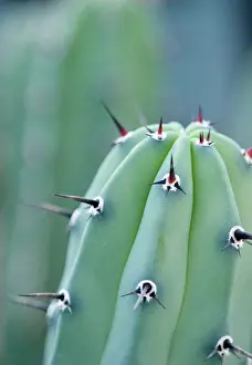 Echinopsis: Cactus