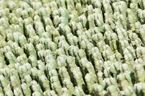 Mammillaria: Cactus