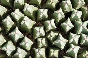 Mammillaria: Cactus