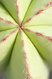 Marginatus: Cactus