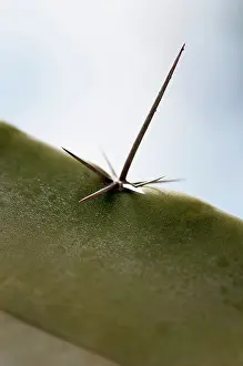 Stenocereus: Cactus