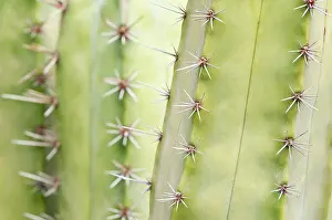 Stenocereus: Cactus