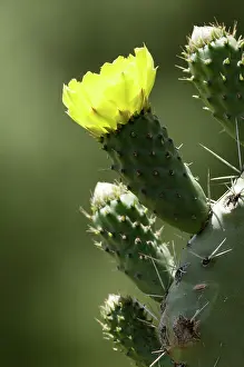 Leadership: Cactus