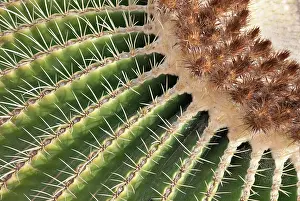 Echinocactus: Cactus