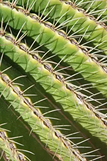 Echinocactus: Cactus