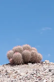 Parched: Cactus