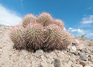 Parched: Cactus