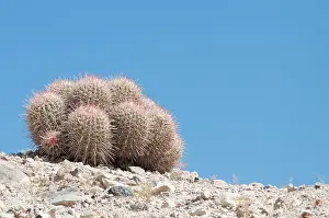 Parched: Cactus