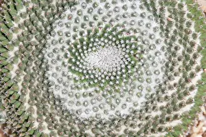 Mammillaria: Cactus