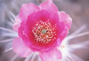 Echinopsis: Cactus