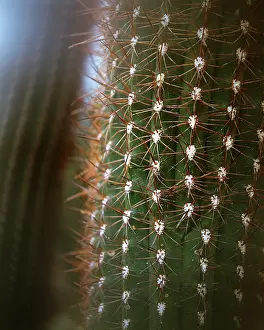 Purify: Cactus