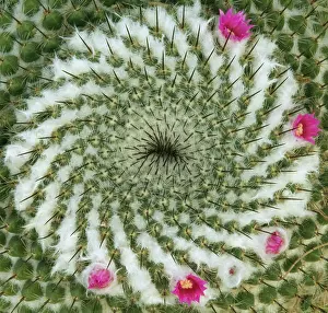 Mammillaria: Cactus