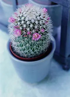 Purify: Cactus