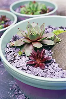 Sempervivum: Cactus