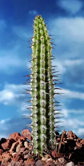 Erotic: Cactus