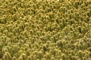 Echinocereus: Cactus