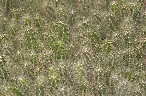 Echinocereus: Cactus