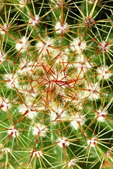 Geometrical: Cactus