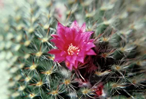 Mammillaria: Cactus
