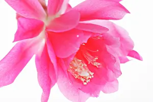 Epiphyllum: Cactus