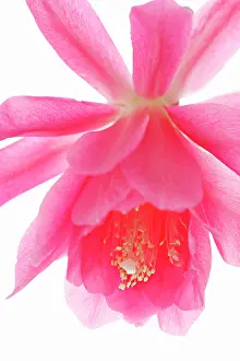 Epiphyllum: Cactus