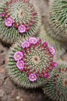 Geometrical: Cactus