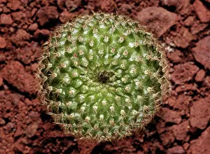 Geometrical: Cactus