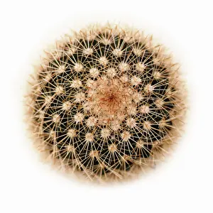 Exquisite: Cactus