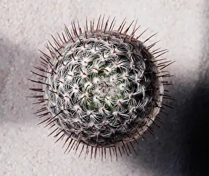 Mammillaria: Cactus