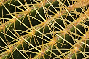 Disorganized: Cactus