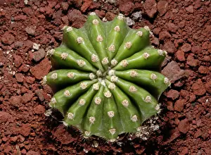 Echinopsis: Cactus