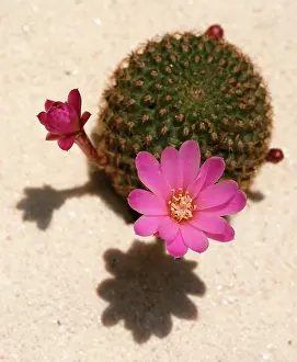 Mammillaria: Cactus
