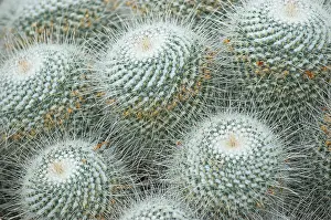 Pincushion: Cactus