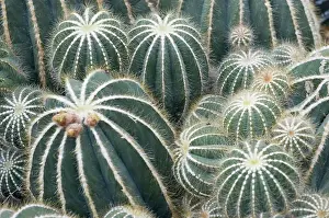 Echinopsis: Cactus