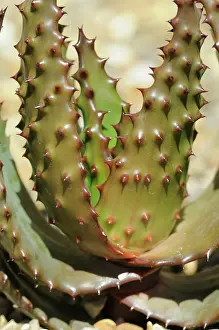 Whacky: Cactus