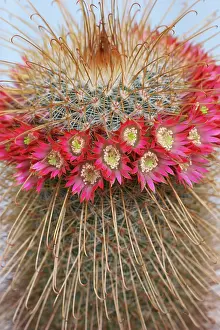 Mammillaria: Cactus