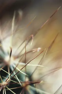 Menace: Cactus
