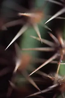 Sensational: Cactus
